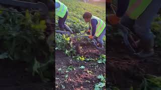 Jersey Royal Potato harvest on Jersey’s steep slopes. #farming #johndeere #potatoes