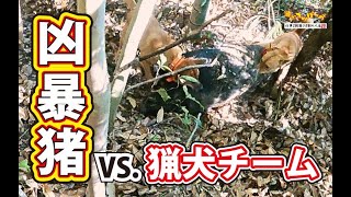 【猪猟】凶暴猪VS.猟犬チーム！ #猟犬 #猪猟 #犬 #犬動画 #狩猟