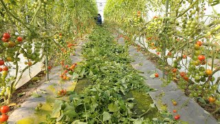 トマトの葉かき・作業効率が変わります   2022/1/3   How to speed up tomato leaf scraping