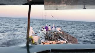 佐賀八栄丸 2020年11月15日 土佐沖　パヤオ2 かつお一本釣りpole-and-line fishing for bonito in Japan