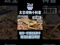 藍舌石龍子：你敢搶我的貓糧？我跟妳拼了！ 中文 守宮 兩棲動物 原創 解壓 蜥蜴 fyp commended reptile lizard 蓝舌石龙子 爬宠 萌宠 可爱