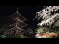 【４Ｋ】　三井寺　夜桜