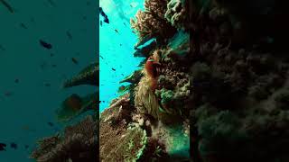 Experience the Vibrant Underwater World: Snorkeling Amongst Shipwreck's Colorful Fishes