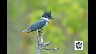 Cri du Martin pêcheur d'Amérique/Call of the Belted Kingfisher