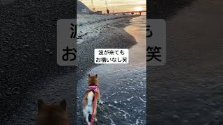 モカの見つめる先 #柴犬 #海#夕日