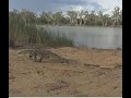 Big Goanna, Lace Monitor Lizard walking along the riverside.