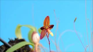 Bulbophyllum sp. from.Bicol    orchid