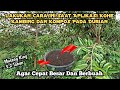 Cara Pemupukan Durian Dengan Kohe Kambing Dan Pupuk Kompos || Musang king Umur 3,2 Tahun