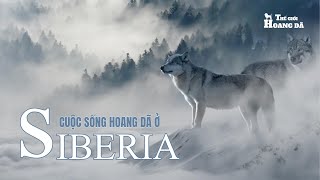 Siberia Hoang Dã [REPLAY] | Khám Phá Thế Giới Động Vật Hoang Dã. #thegioidongvat
