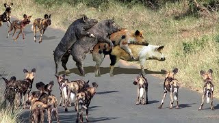 Smart Brave Warthog Outwits Pack of Wild Dogs - Wild Animal War 2024