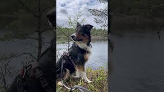 Naturen rundt Sperrebotn/Dillingøy