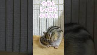 しまりす「ポン吉」大事なしっぽ。【ペット】【シマリス】【Chipmunk】【Squirrel】【Kawaii】【Cute】