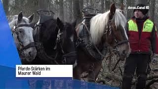 Waldbewirtschaftung: Pferde-Stärken im Maurer Wald für Liesing