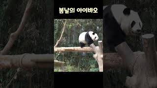 잠이 안 오는 봄날의 아이바오💕AiBao on a spring day 🎵Music: Meghan Trainor - Mother  #아이바오 #shorts #panda