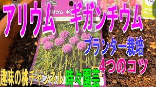 【アリウム　ギガンチウム】　プランター栽培　4つのコツ　22/12/28