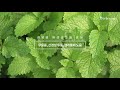 심신 안정에 도움을 주는 레몬밤 lemon balm ㅣ허브아일랜드 식물도감