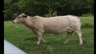 Lecture 16 part 4- Visual Evaluation of Replacement Heifers
