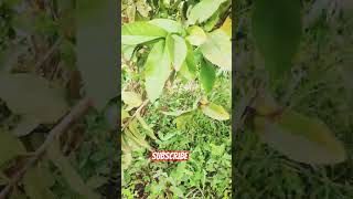 #subscribe #trending #shortvideo #ytshort #viralvideo#జామ చెట్టు#guava tree