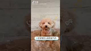 家有恶犬