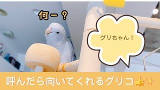 マメルリハのグリコ【ショート動画】呼んだら向いてくれる優しいグリコ👍✨ Very cute parrotlet 💕