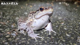 ホルストガエル(国内希少野生動植物種・沖縄県指定天然記念物)/2023.7.2