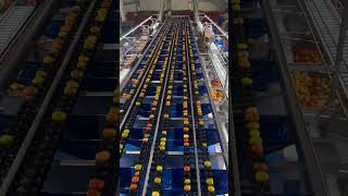 Automatic Tomato Sorting Machine | Amazing Technology