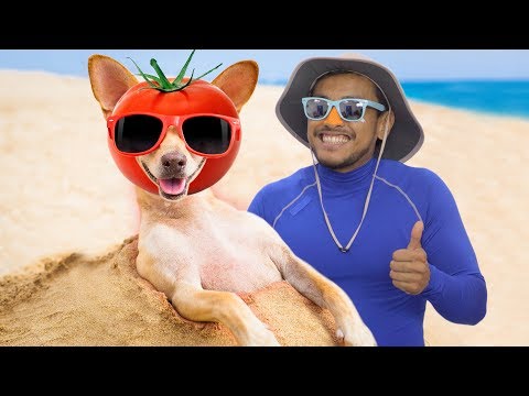 4 Ways to Protect Your Dog from the Sun Chewy