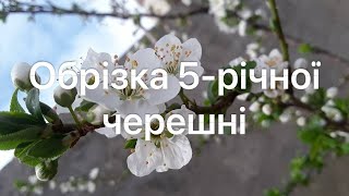 Обрізка 5 річної черешні на урожай.