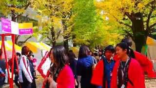 東大駒場祭２０１５　東大駒場構内　イチョウ並木の紅葉　２０１５．１１．２１　Todai Komaba