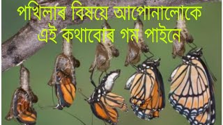 পখিলাৰ বিষয়ে বহুতো নজনা কথা জানো আহক.interesting Facts about butterfly in Assamese