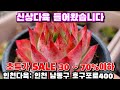 [인천다육]❤️대박특가 SALE 30~70%💥묵둥이 시세보다 엄청 싸게 쎄일합니다 🏡인천 남동구 호구포로400 ☎️ 010-5316-7402