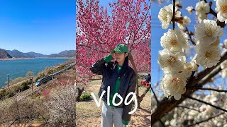 It's spring! Yangsan Maehwa FestivalㅣYangsan Travel VlogㅣMinari SamgyeopsalㅣYangsan Gourmet Cafeㅣ