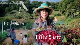 อาชีพรับจ้างเก็บกระเจี๊ยบต้อง​มี​ความ​อดทน​/Career picking roselle red