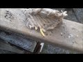 termite larvae wake up