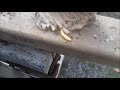 termite larvae wake up