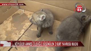 KÖYLÜLER ANNESİ ÖLDÜĞÜ DÜŞÜNÜLEN 2 KURT YAVRUSU BULDU