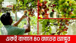 ইউক্রেন-রাশিয়ার আঙ্গুর চাষ বাংলাদেশে | DBC News Special