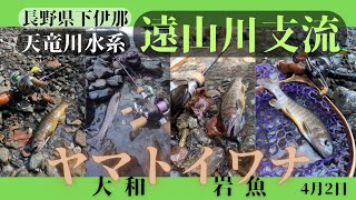 【長野県遠山川支流】今年もヤマトイワナを求めて更に上流へ…