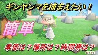 あつまれどうぶつの森　ギンヤンマを捕まえる条件とは！？季節は？場所は？時間帯は？　虫図鑑コンプへの道！虫捕り攻略。　最新版【あつ森】