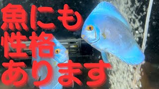 動画No.33 あの3匹は今なにしてる？ディスカス飼育。ブルーダイヤモンドディスカスです。#ディスカス #熱帯魚 #アクアリウム #ブルーダイヤモンドディスカス #繁殖 #産卵 #ディスカス飼育