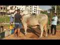 dheera u0026 junior dheera before beta preparations dvr memorial bull s kanuru....