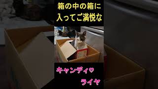 箱の中の箱に入ってご満悦な猫達#shorts  #保護子猫　#仲良し猫　#かわいい　#ほのぼの　#猫のいる幸せ