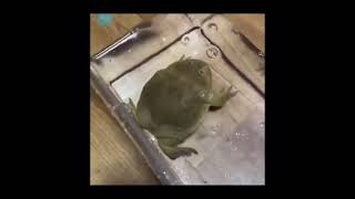 Scream Frog but it's Put In The Water