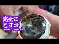 ⚠️ガチのグロ注意⚠️フィリピン名物『バロット』食べてみた‼️【セブ島のおすすめ屋台グルメ】