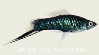 Top 17 Swordtail fish Varieties