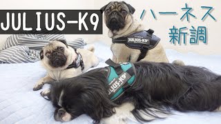 【JULIUS-K9】人気のハーネスを購入！初めてのハーネス、みんな気に入るかな？【パグ/狆×シーズー/元保護犬】