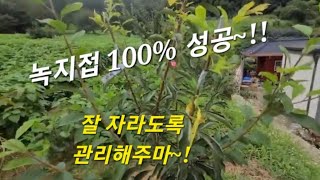 녹지접 100%성공~!! (잘자라도록 관리해주마)