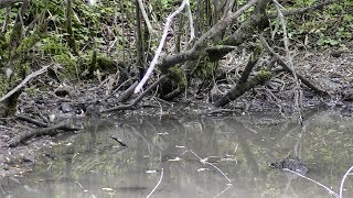 北富士演習場のノビタキ（雄）とキビタキ（雌）の水浴び　その１（4K動画）