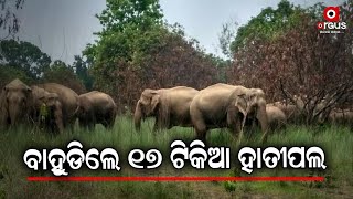 Herd Of 17 Elephants Wrecking Panic In Mayurbhanj's Karanjia