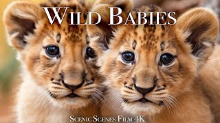 Wild Babies 4K - Amazing World Of Young Animals | Scenic Relaxation Film